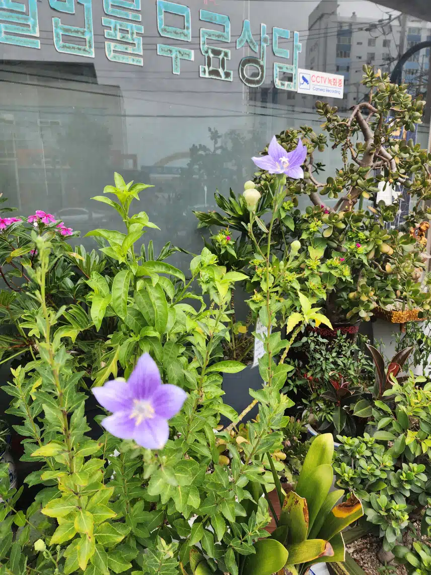 도라지