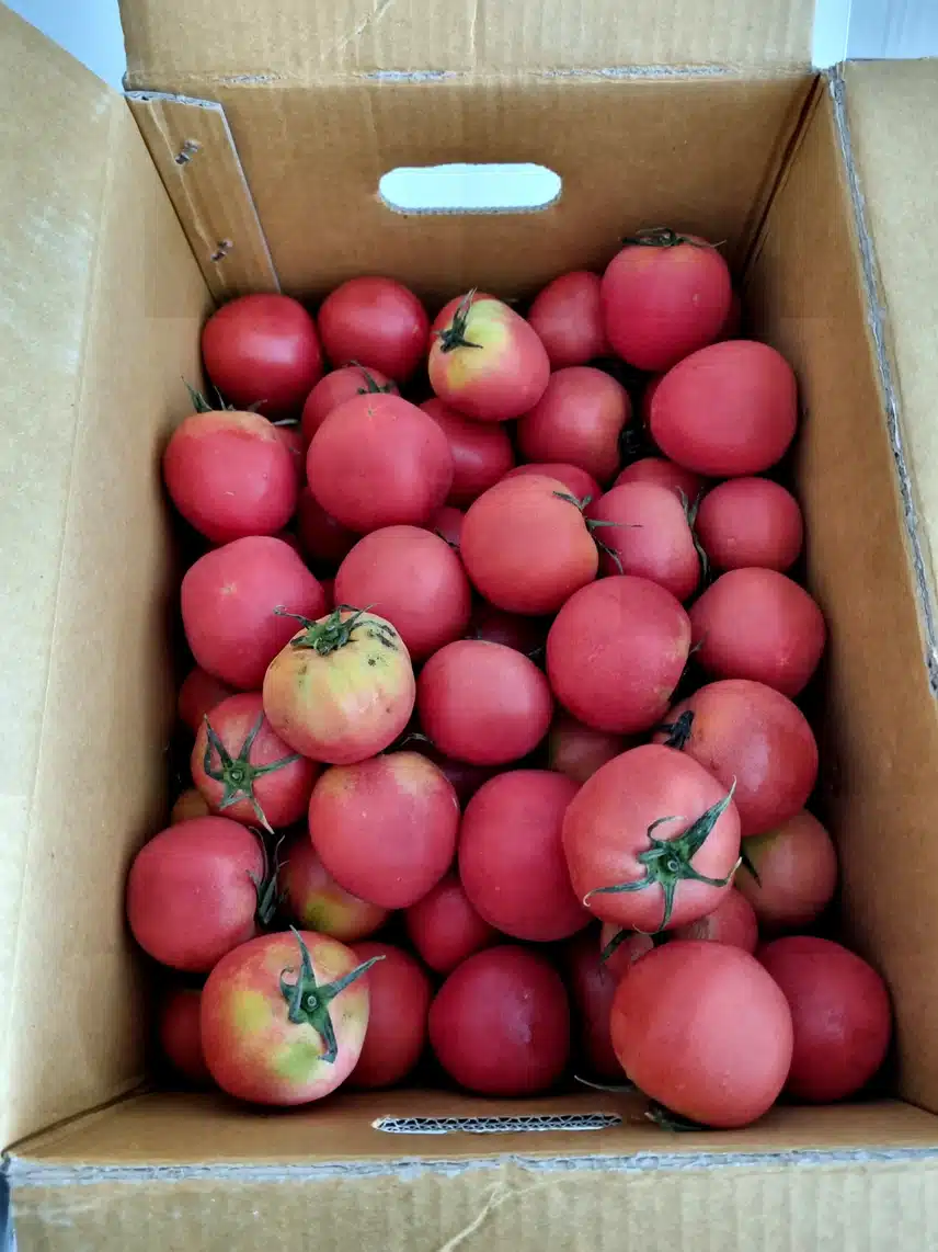 와우 폐 질환에  좋은 토마토5키로 9900원 득템🍅효능