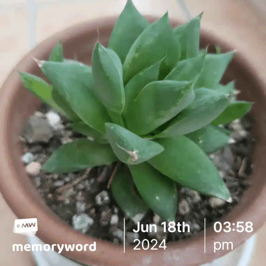 하월시아~