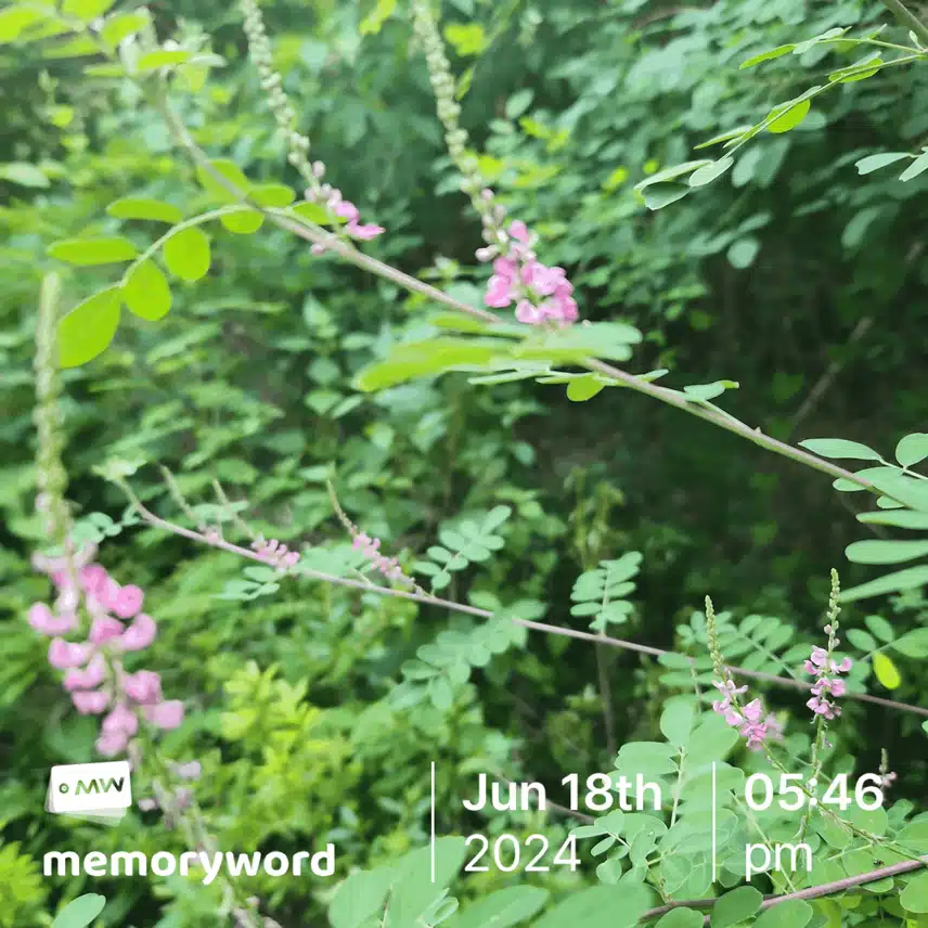 '낭아초'  이래요~
