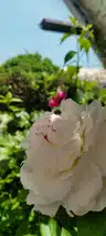 board-img