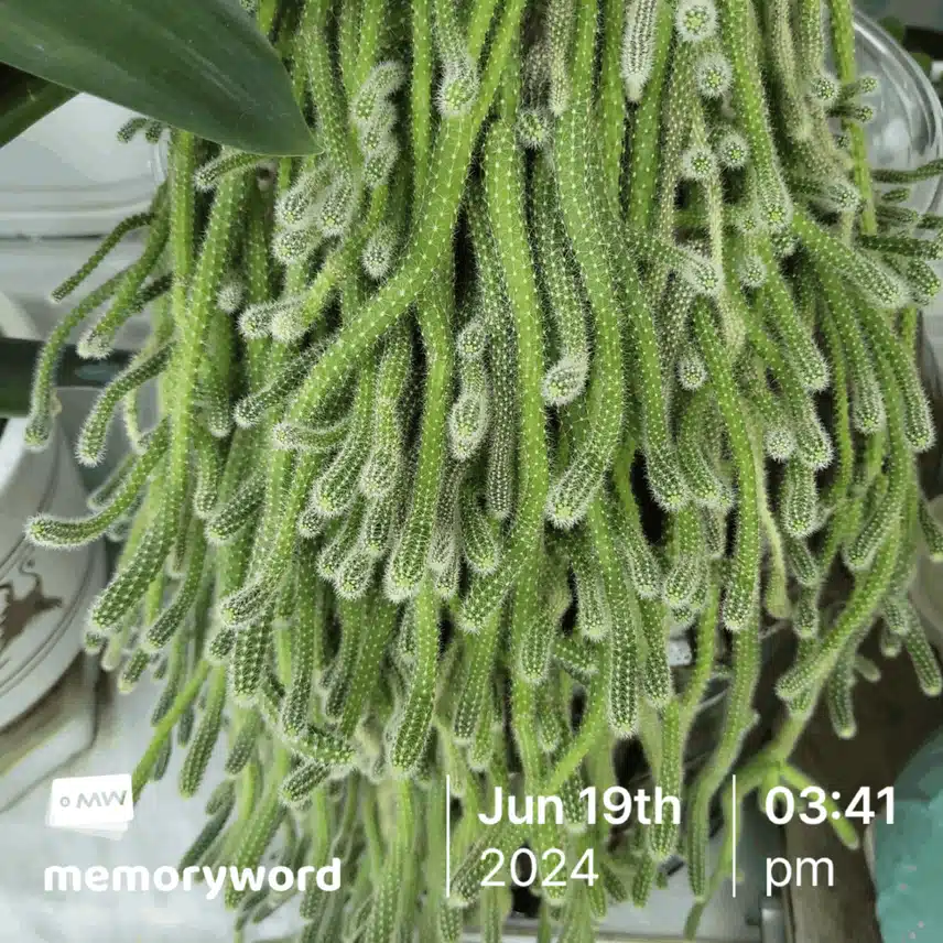 산취선인장~