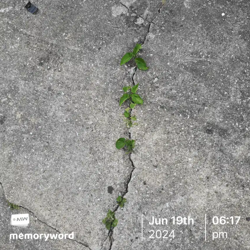 잡초