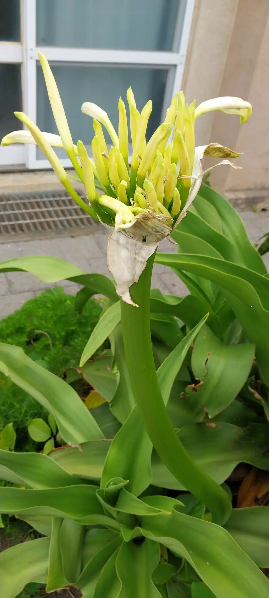 문주란꽃