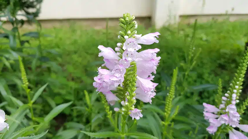이름도 예쁜 꽃