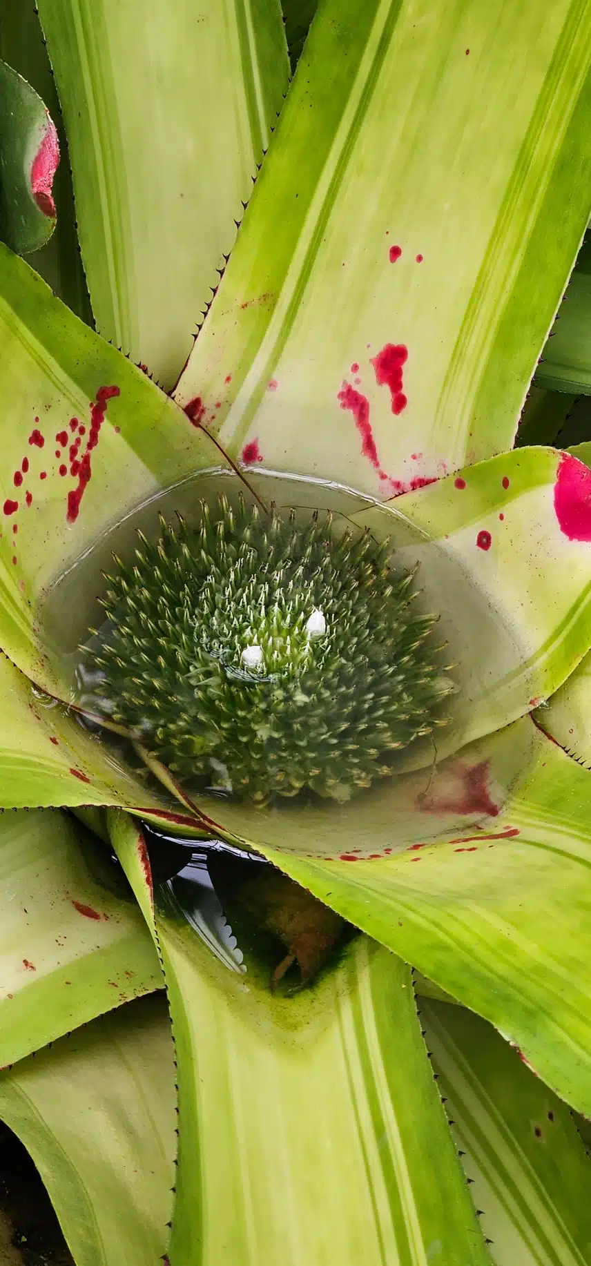 신기한 꽃