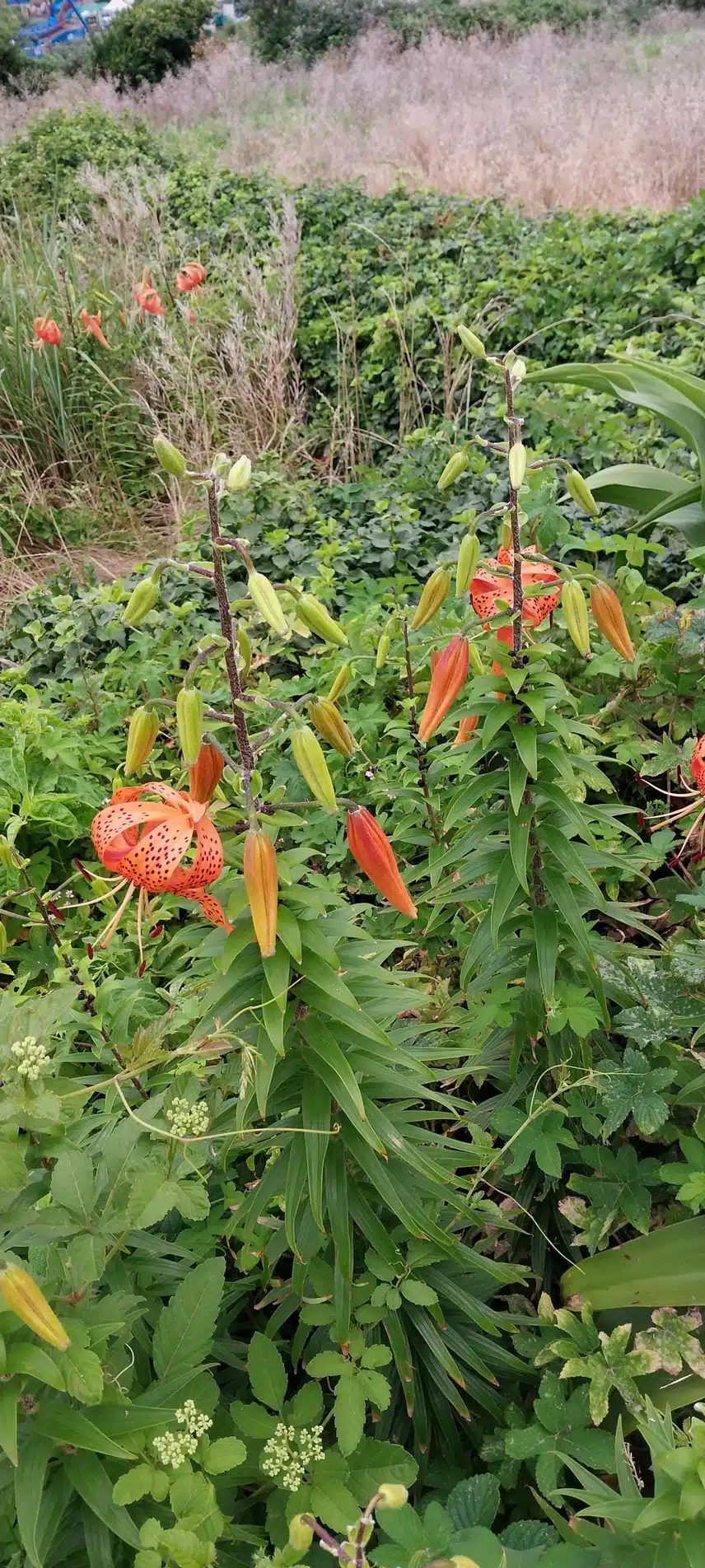 참나리