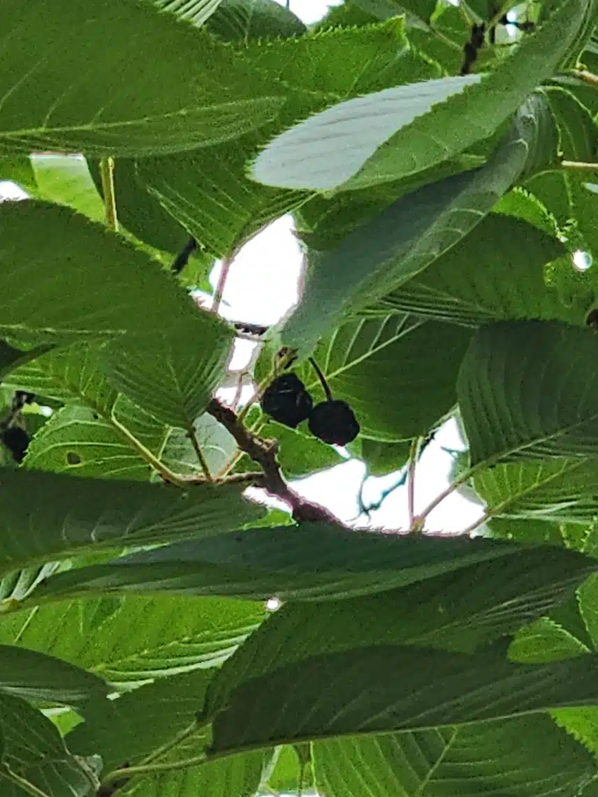 버찌