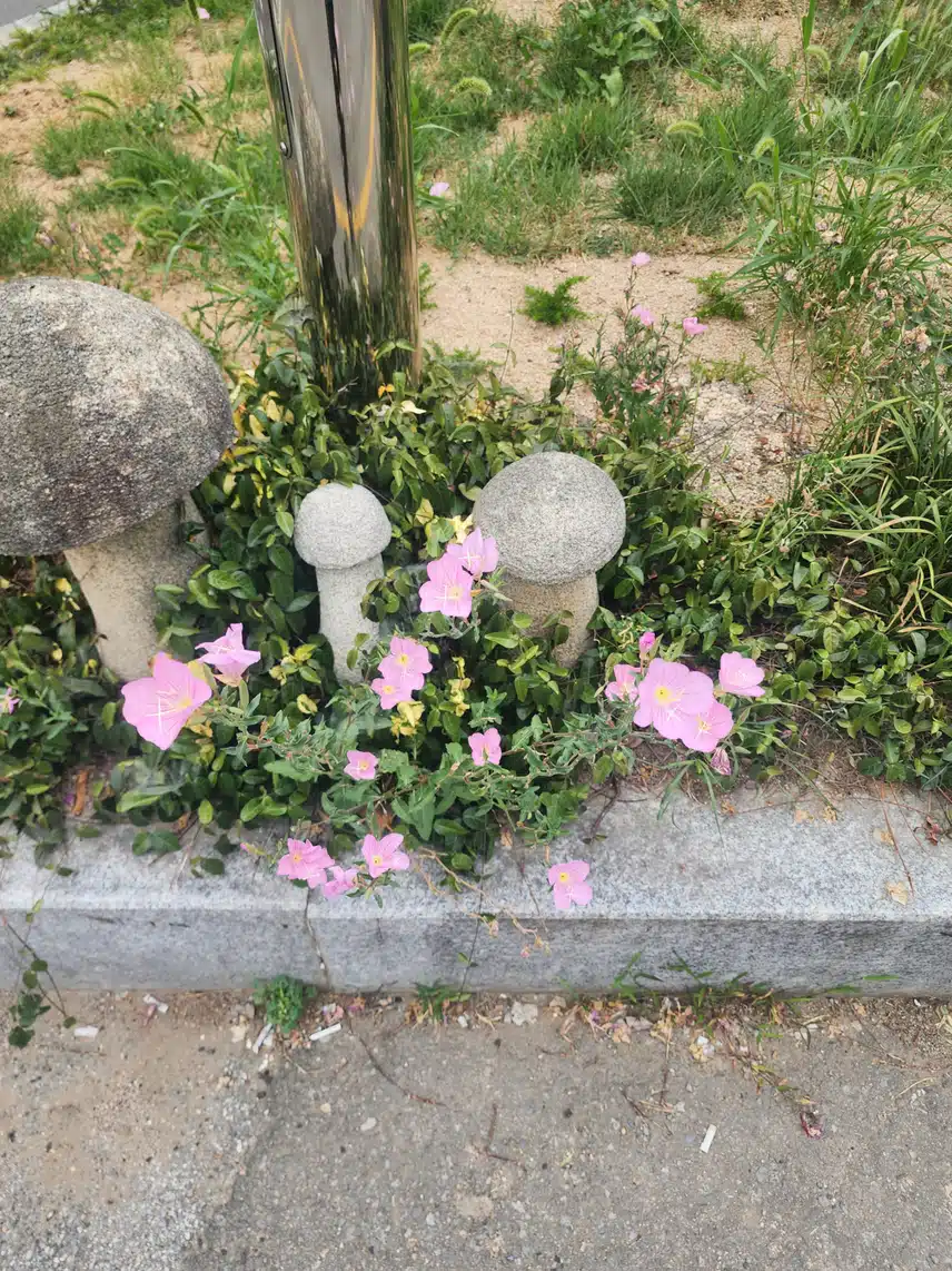 츨근길에 꽃이보여요