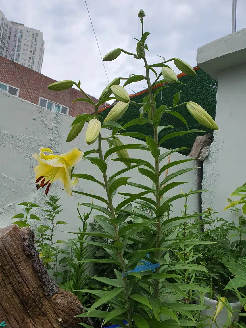 백합?