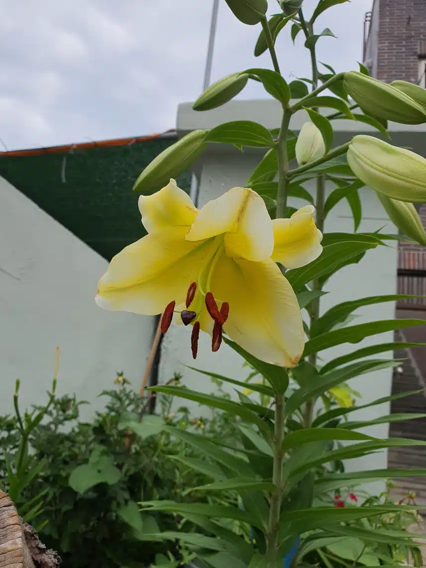 백합?