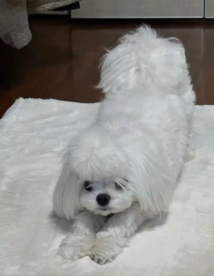 엇? 너무 귀여운 말티즈 같은데요??💕