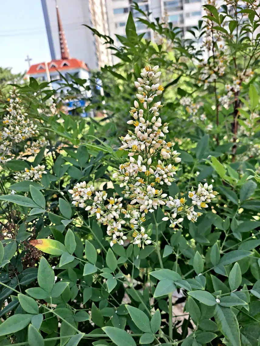남천 