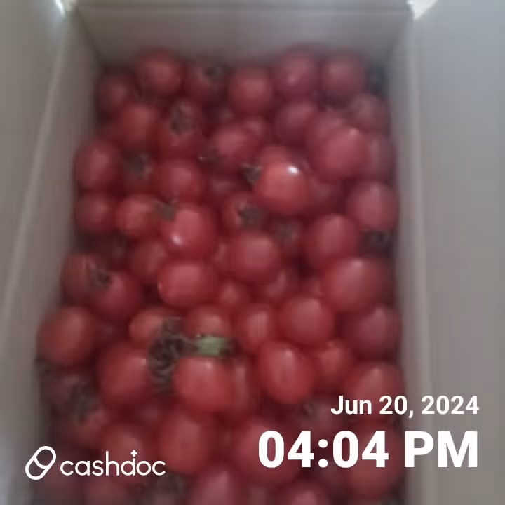 대추방울토마토