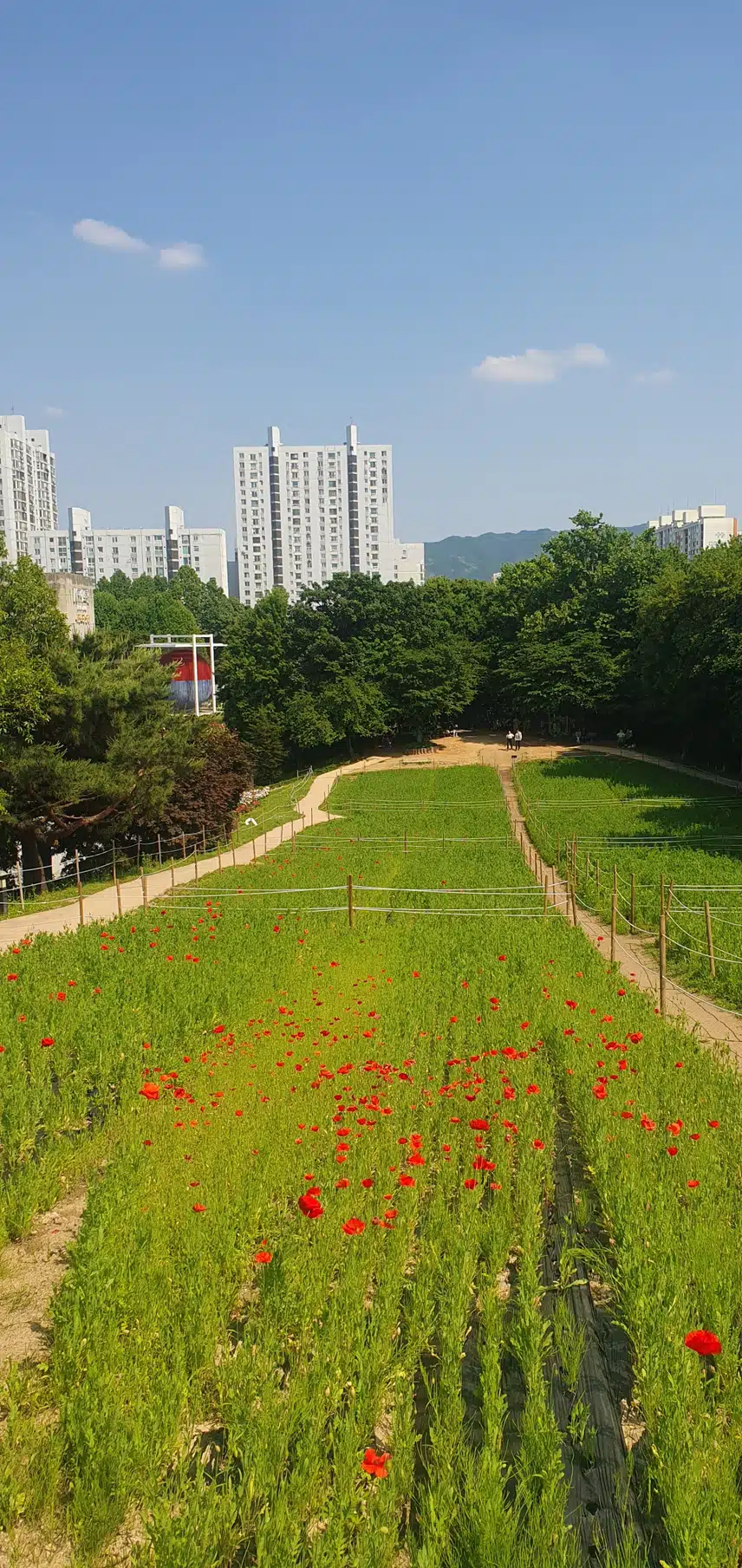 양귀비