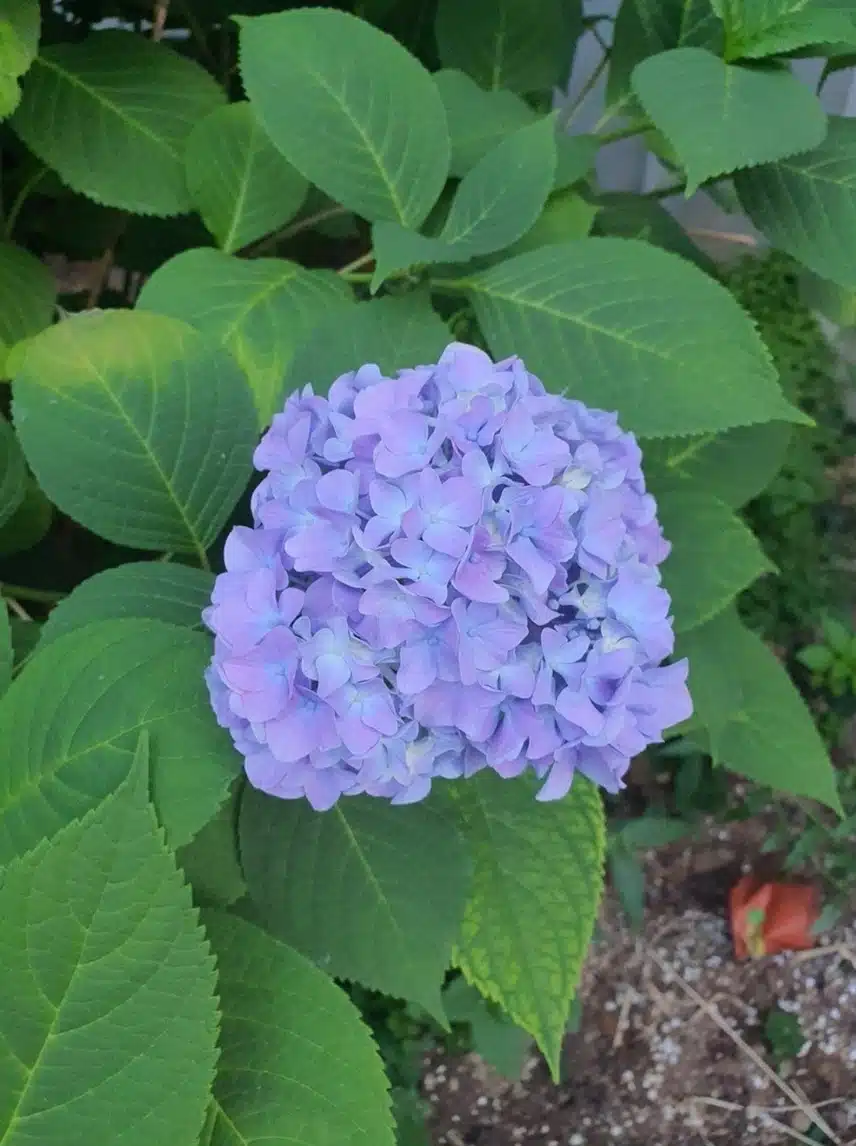 수국 