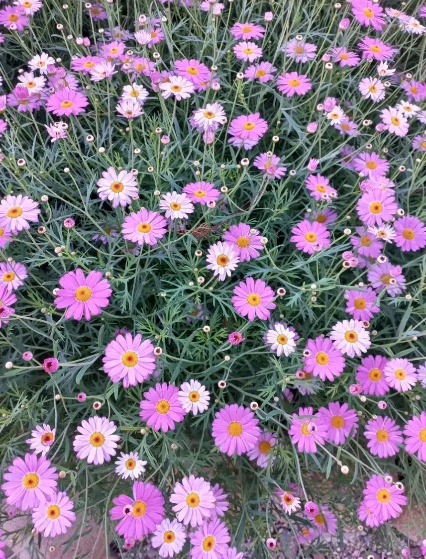 꽃밭에는 꽃들이 모여살지요^^