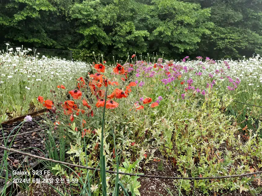 수목원에서 찍은 꽃 사진들