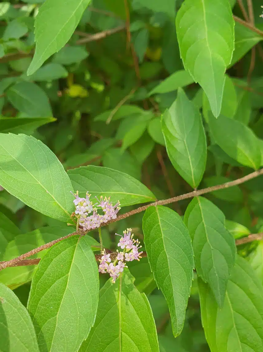 박하