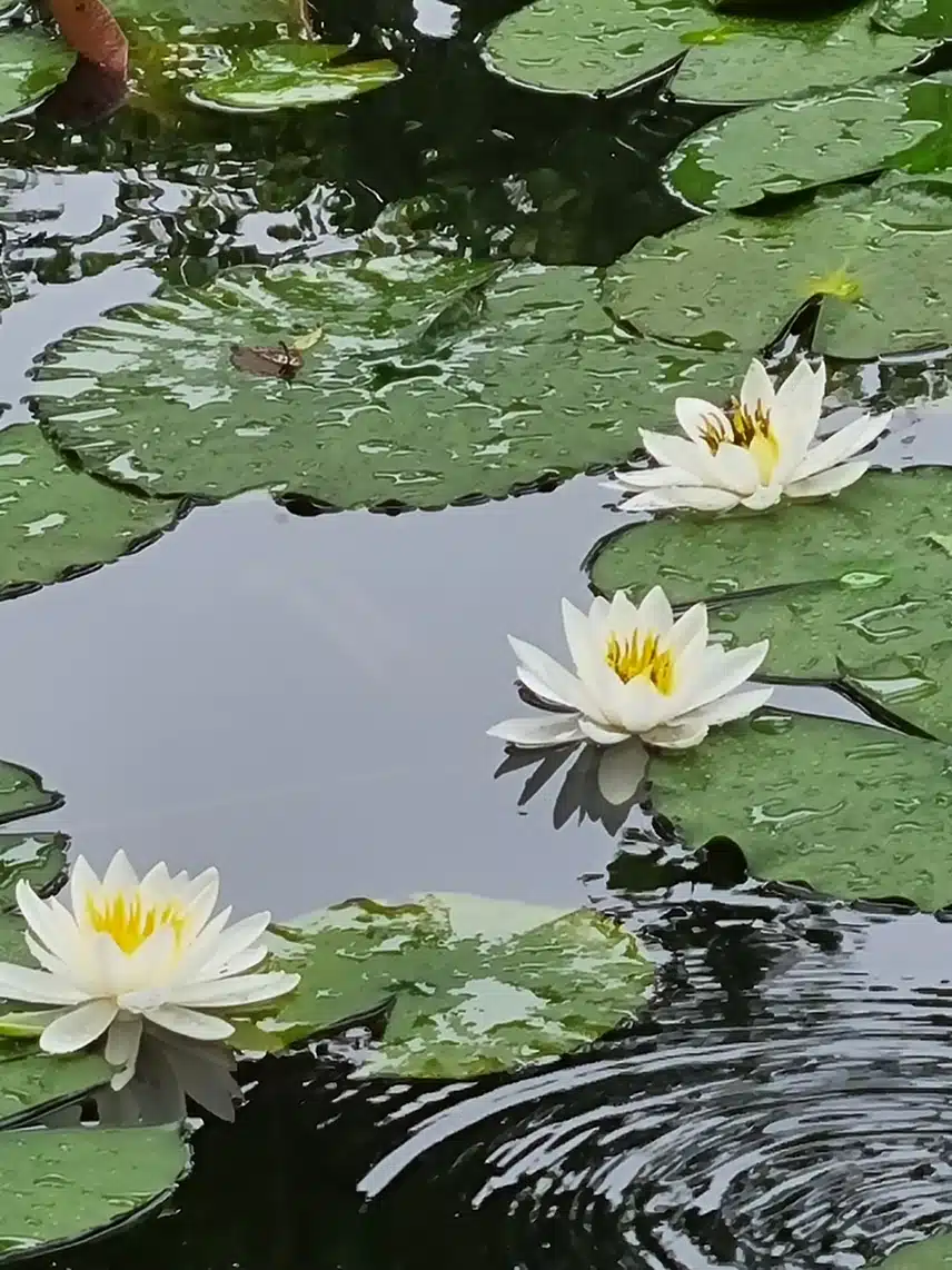 수련이 예쁘다