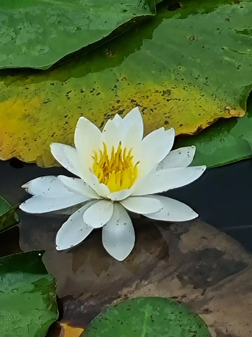 수련이 예쁘다