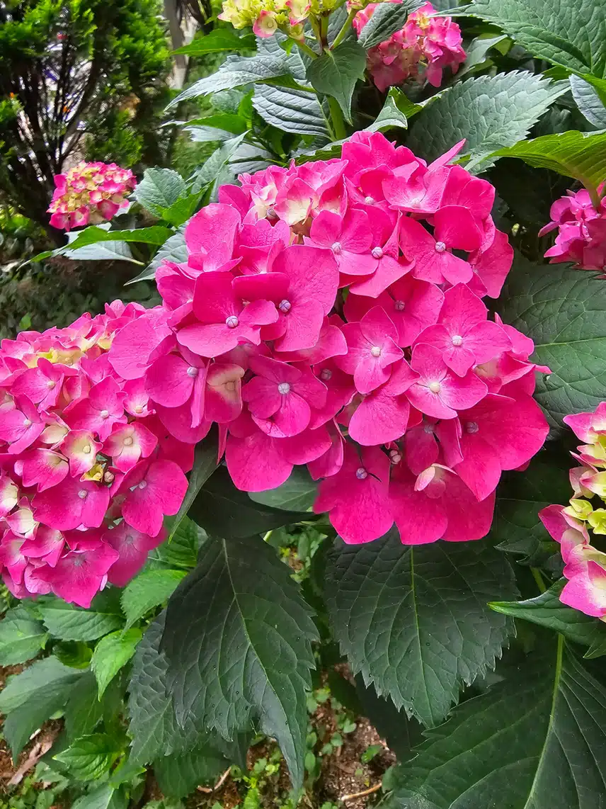 로쏘 글로리수국