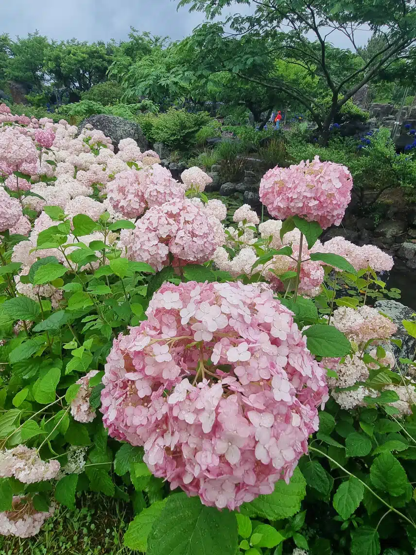 동화마을 수국이 참 예쁘다