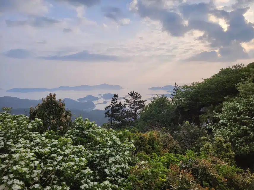 흑산도 산에서 찍은 꽃