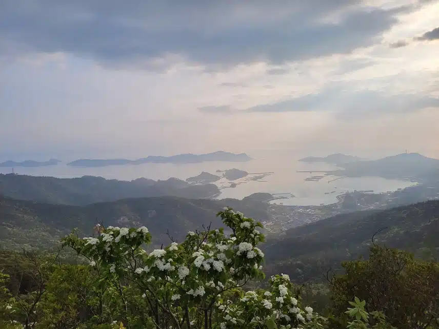 흑산도 산에서 찍은 꽃