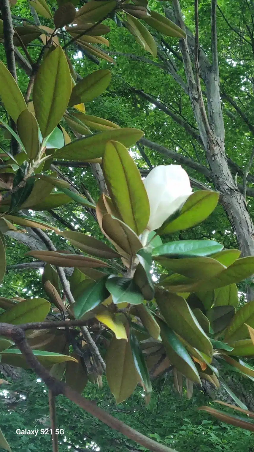 태산목 꽃이 폈어요