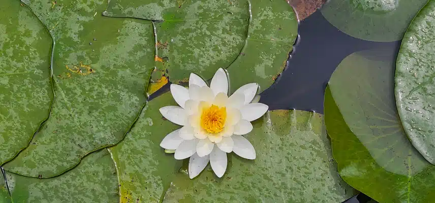 수련