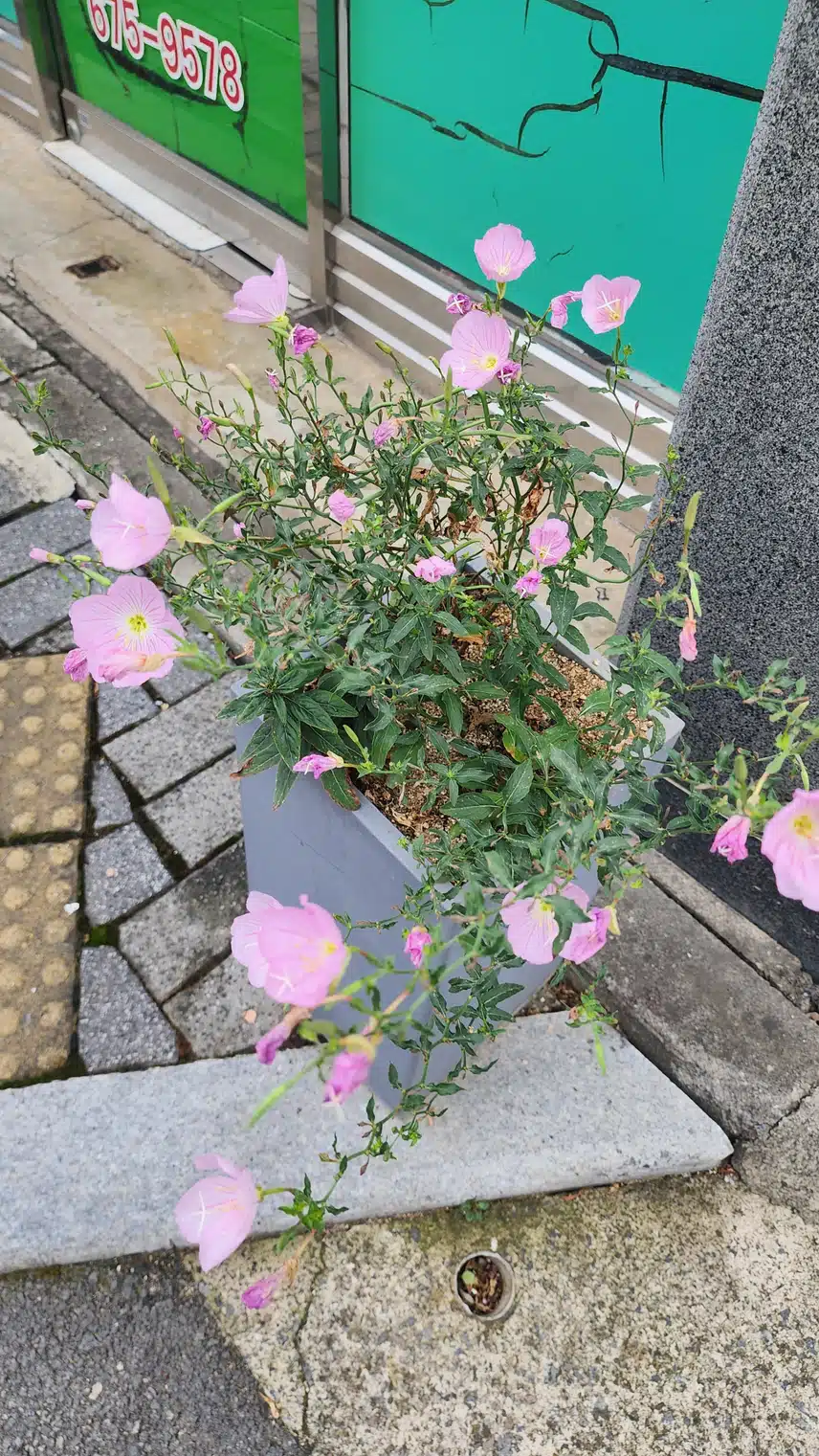 오늘 맨처음 본꽃