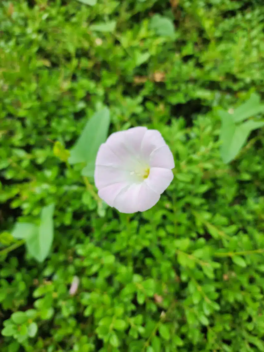 외롭게 핀 꽃 한송이