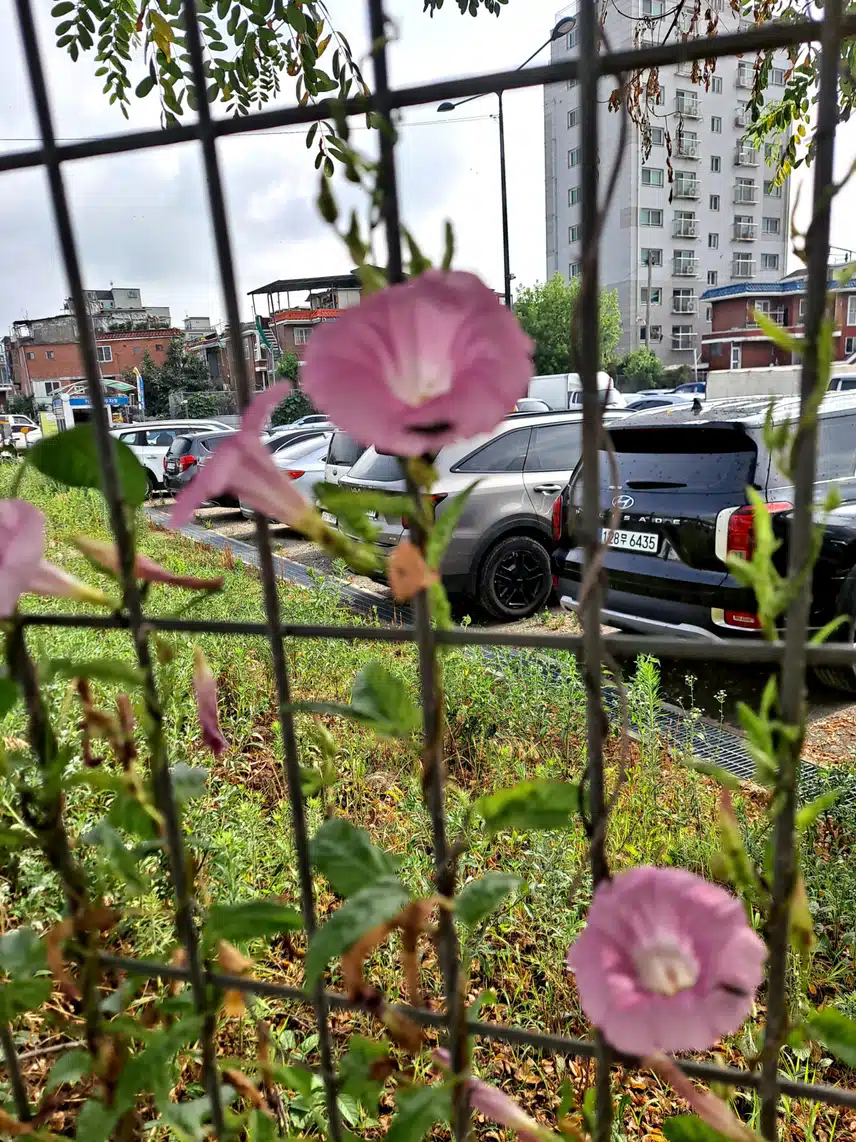 메꽃