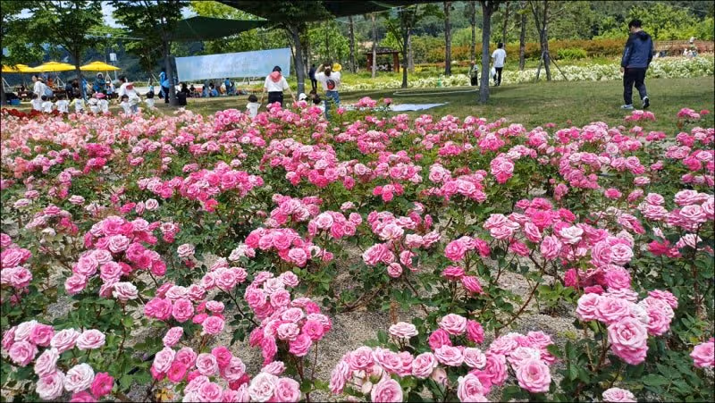 해운대 수목원의 장미