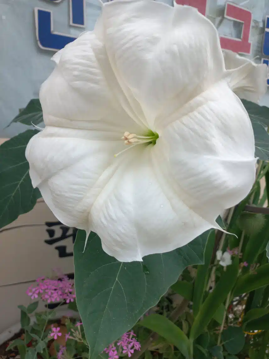 흰독말풀