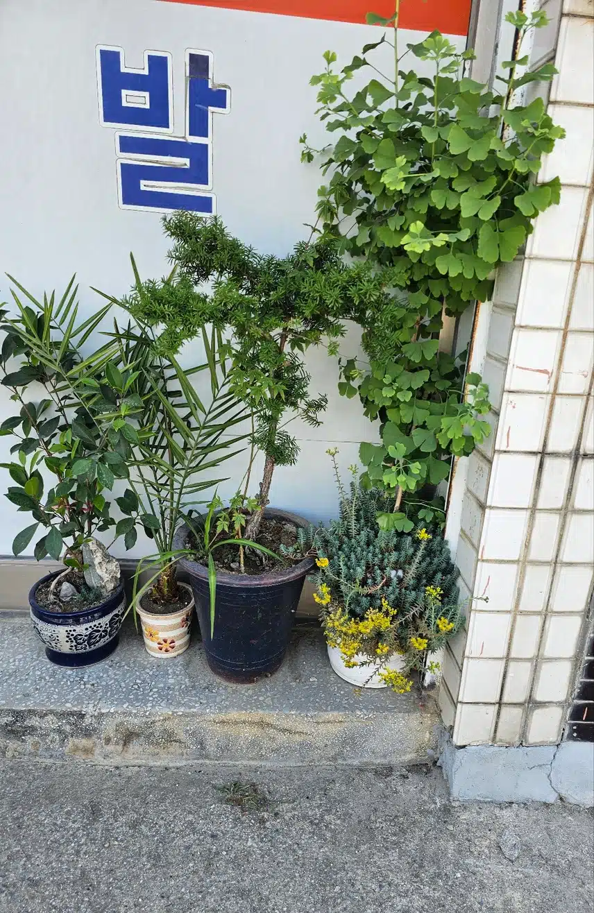 남자가 키운 화분