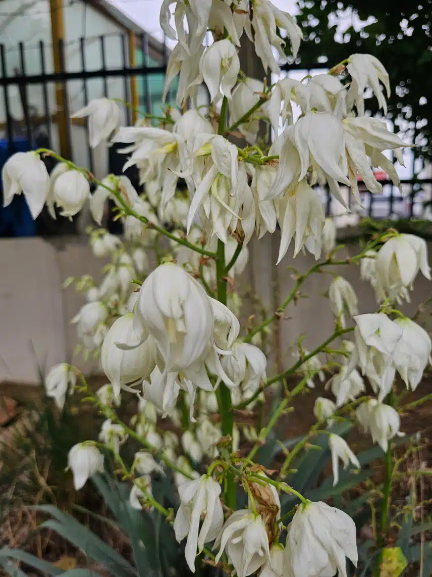 용설란꽃