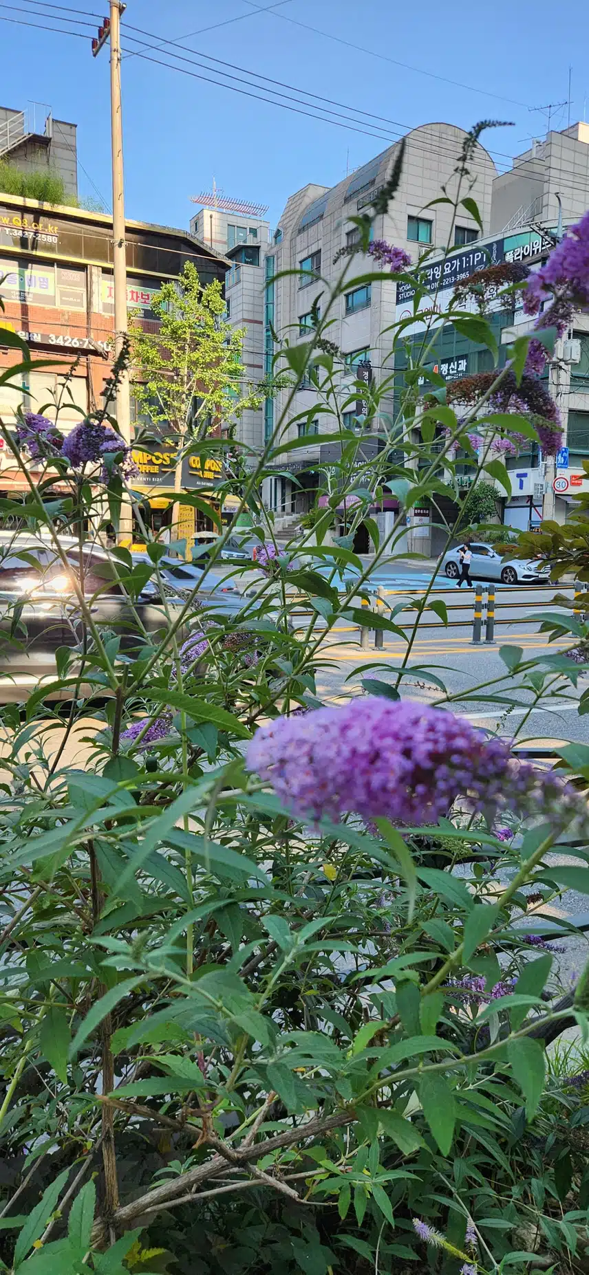 꼬리조팝나무 꽃입니다. 