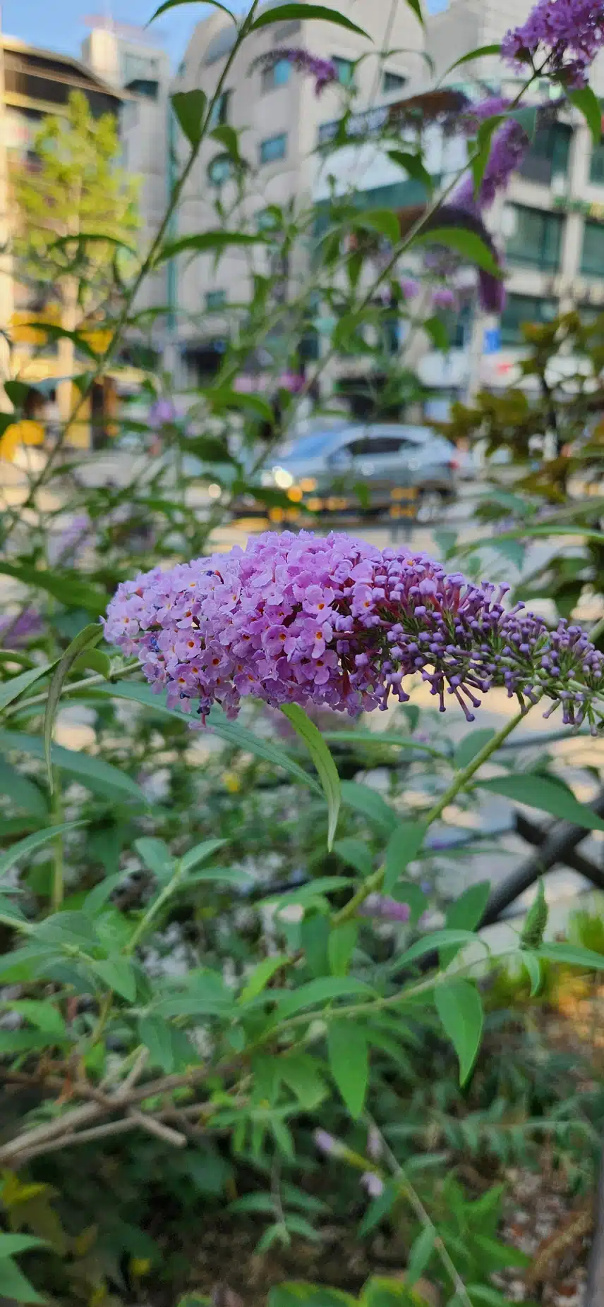 꼬리조팝나무 꽃입니다. 