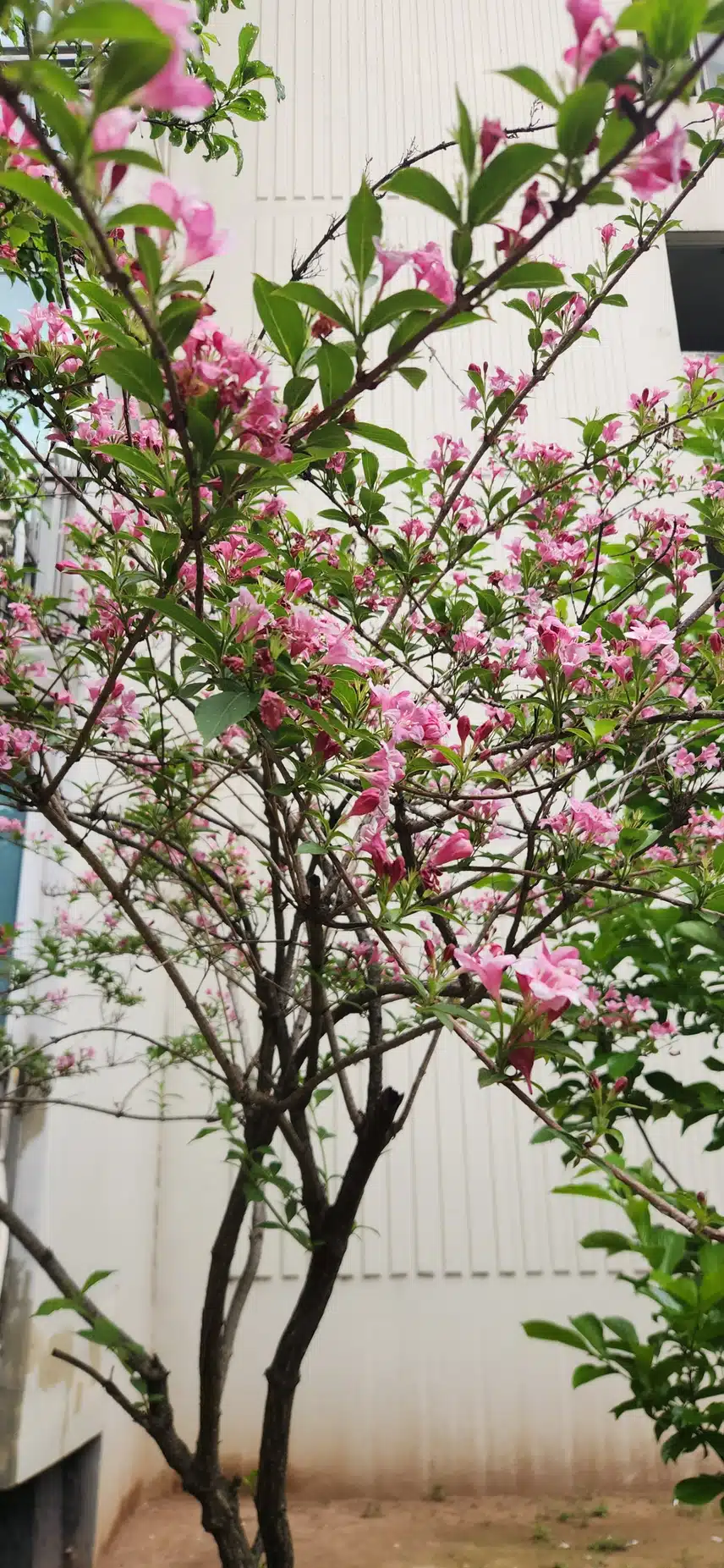 병꽃나무 꽃입니다. 
