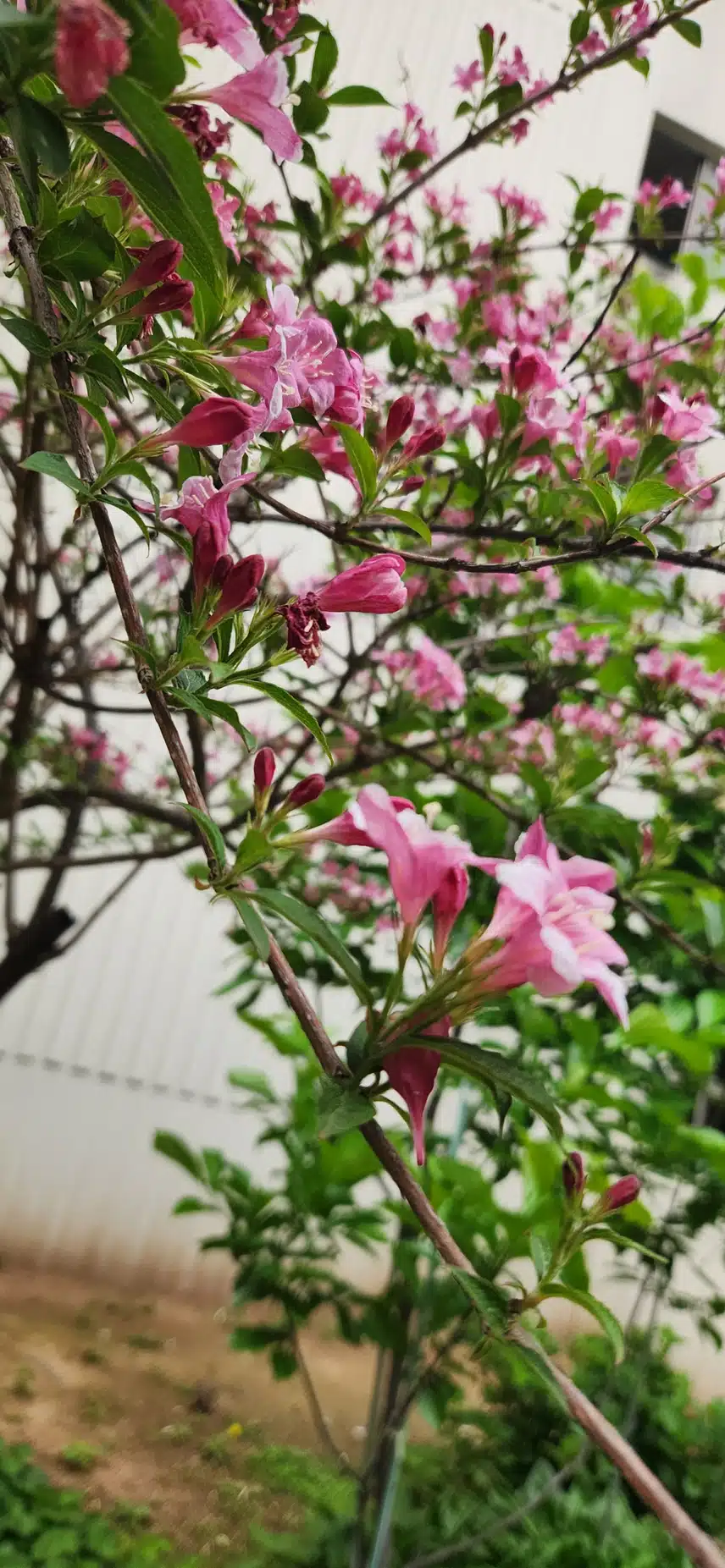 병꽃나무 꽃입니다. 