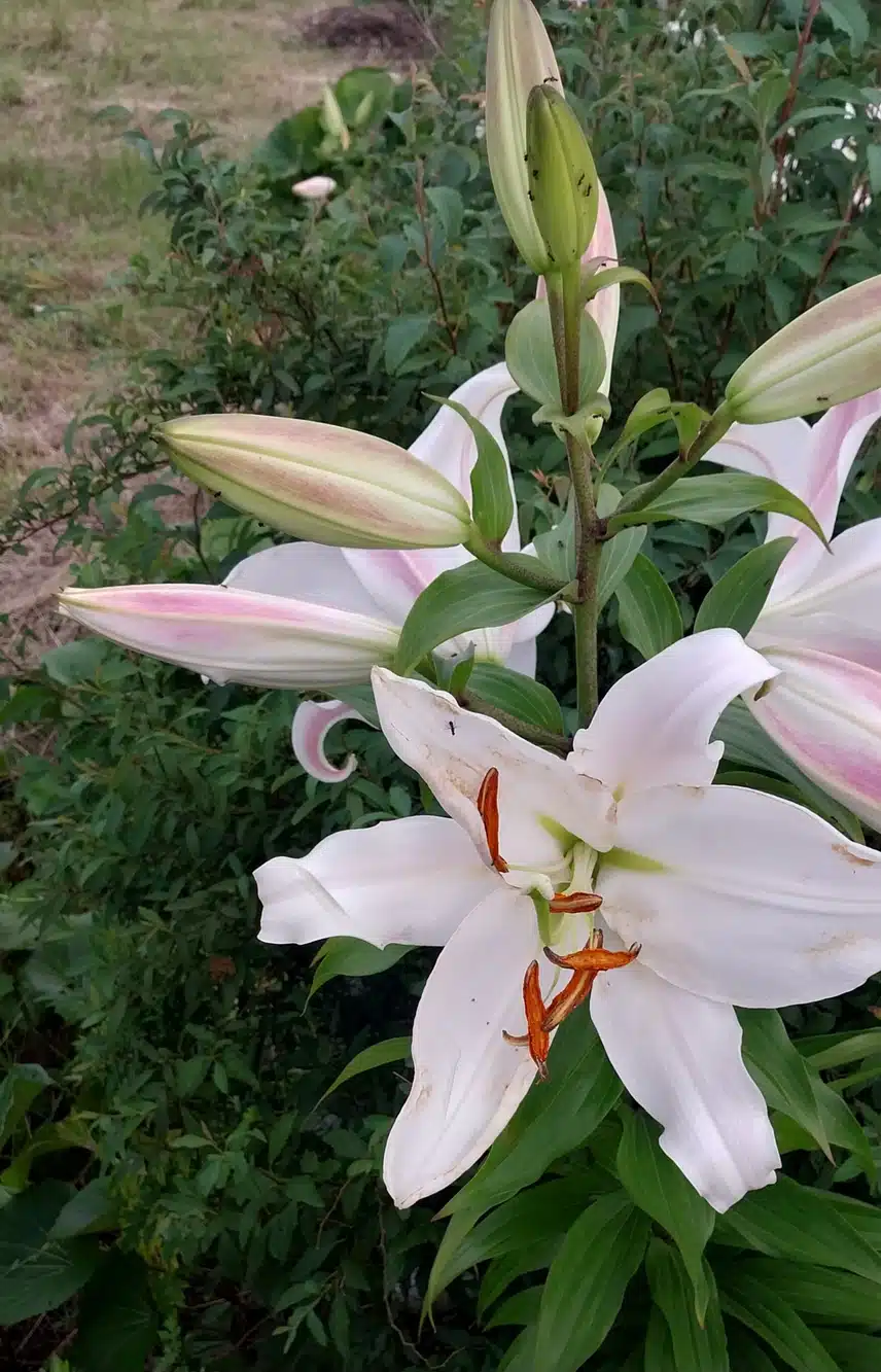 수입백합(다른이름?)