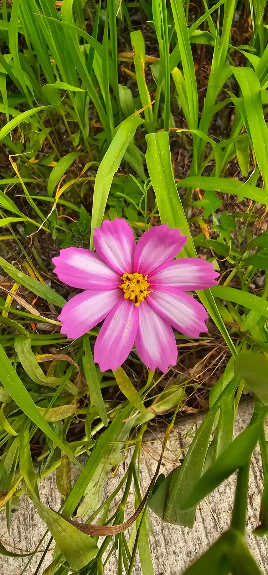 코스모스
