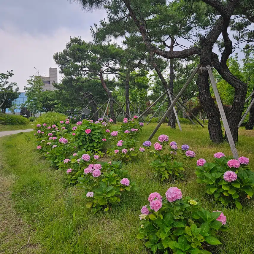 수국이~~^^