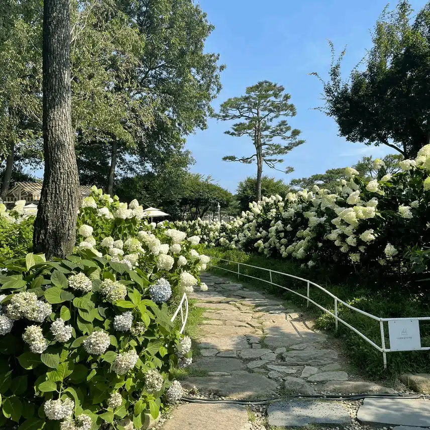 수국길