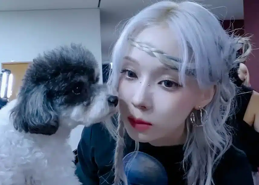 서로의 냄새를 맡는 두 강아지