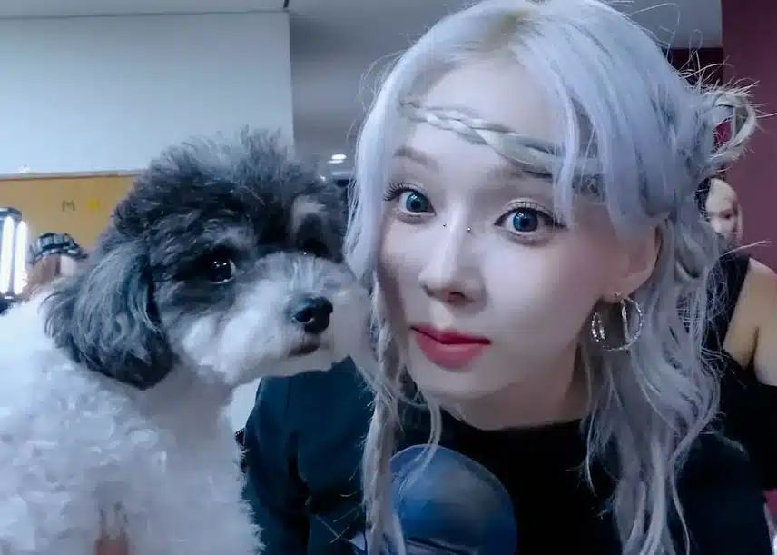 서로의 냄새를 맡는 두 강아지