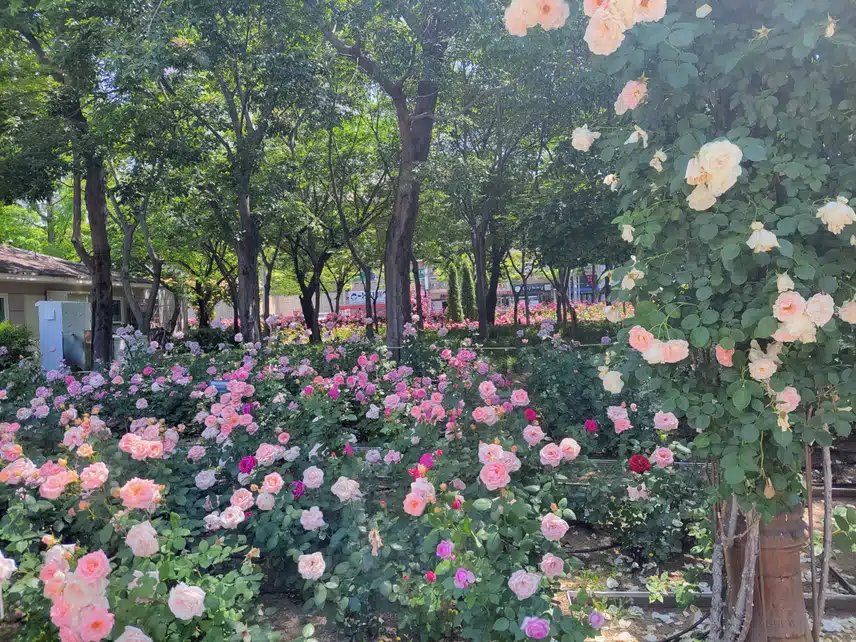 장미공원