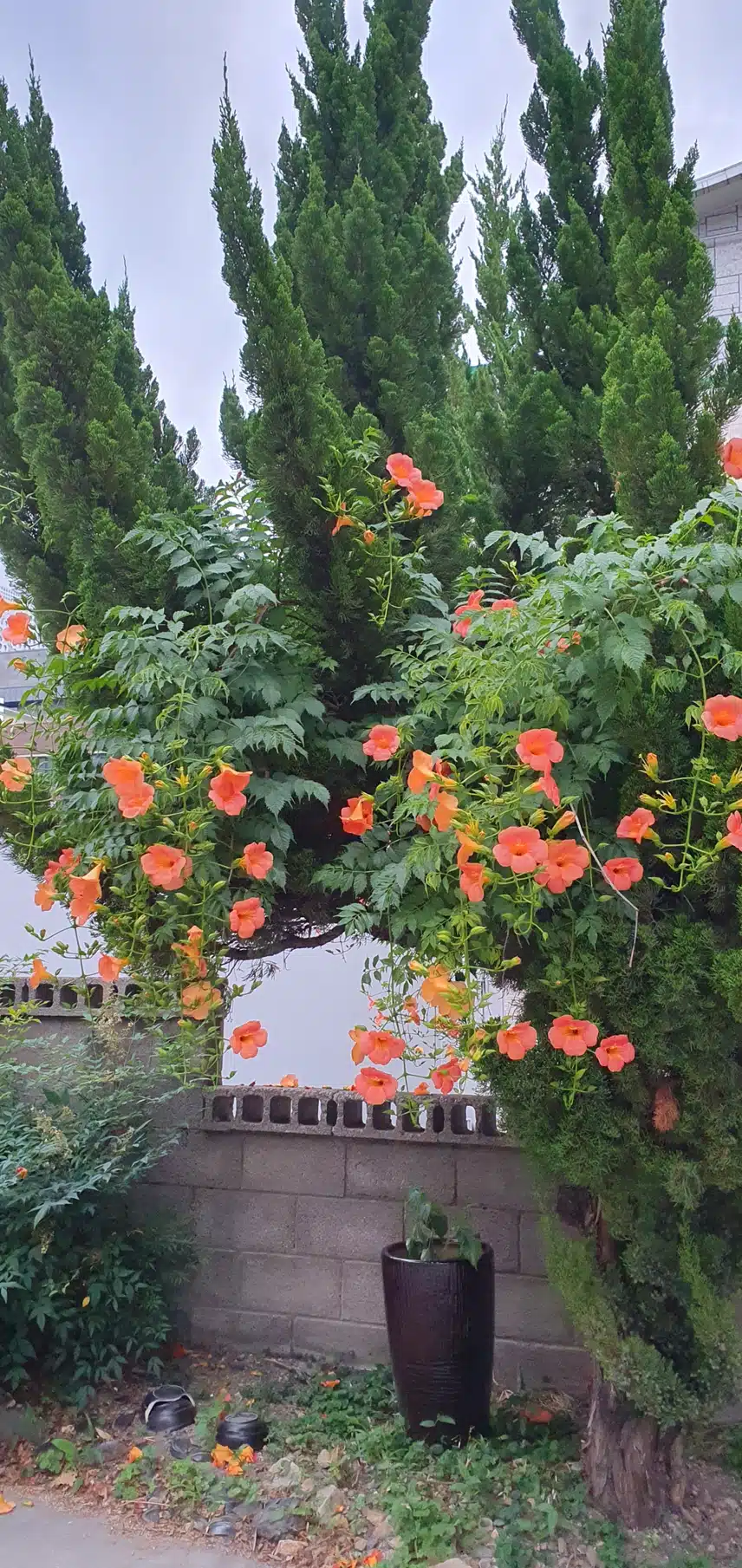 저도 능소화를 보았어요.